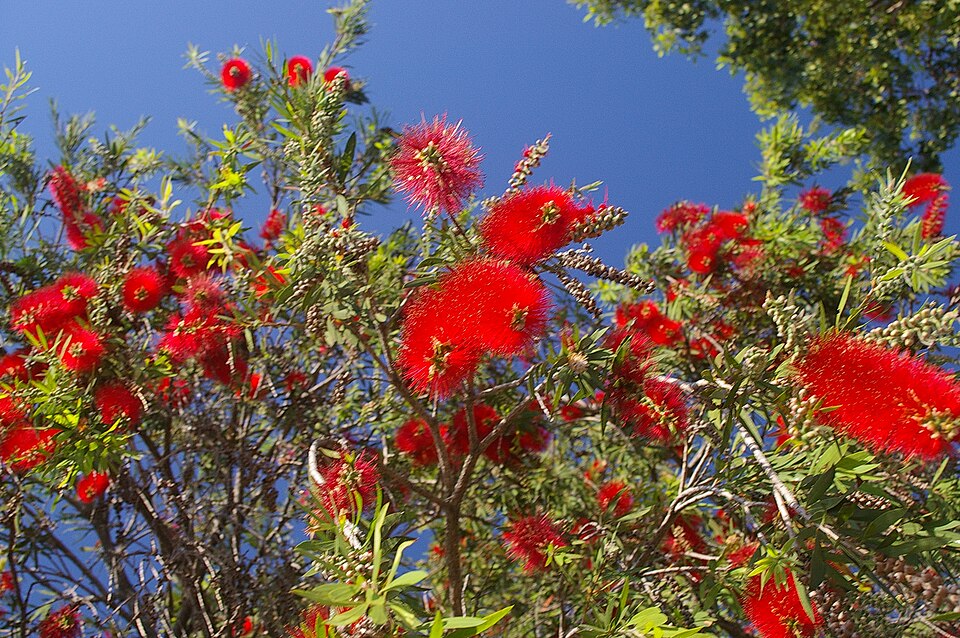 Melaleuca viminalis Weeping Bottlebrush Seeds — 100