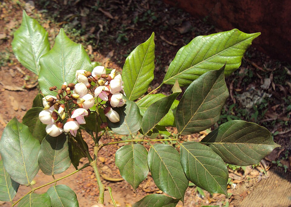 Pongamia pinnata Seeds — 20