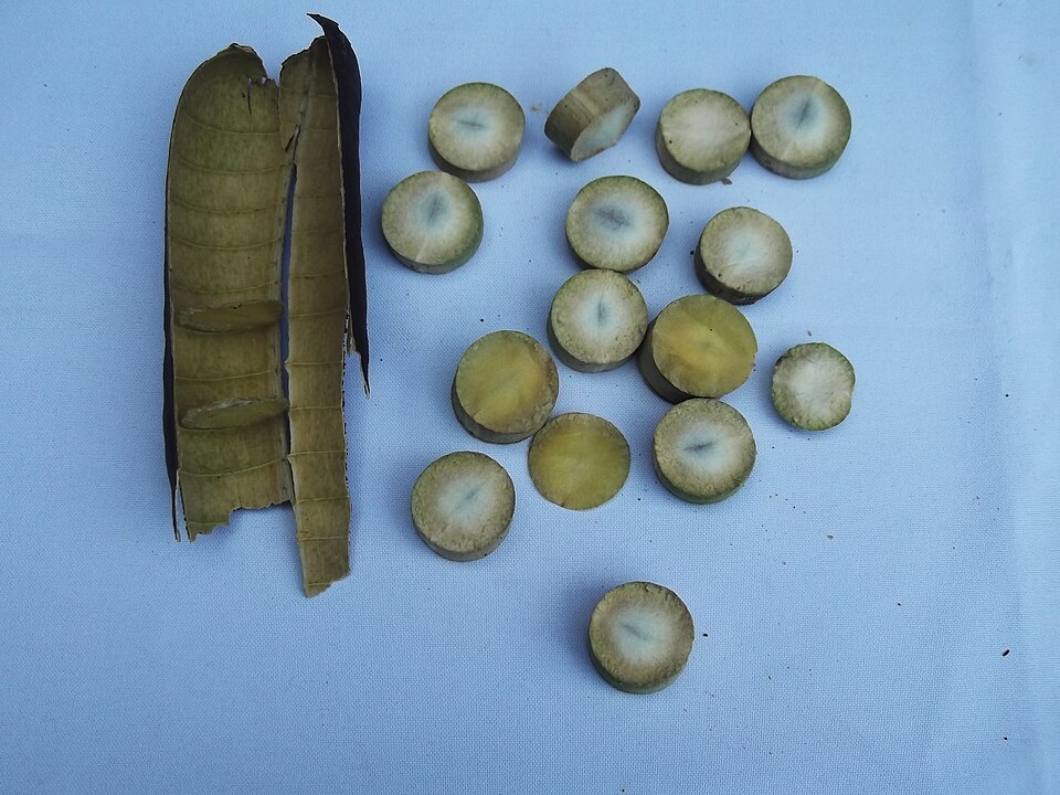 Cassia roxburghii Red Cassia Seeds — 25