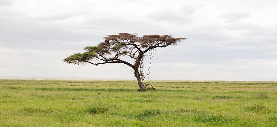 Vachellia tortilis Umbrella Thorn Seeds — 10