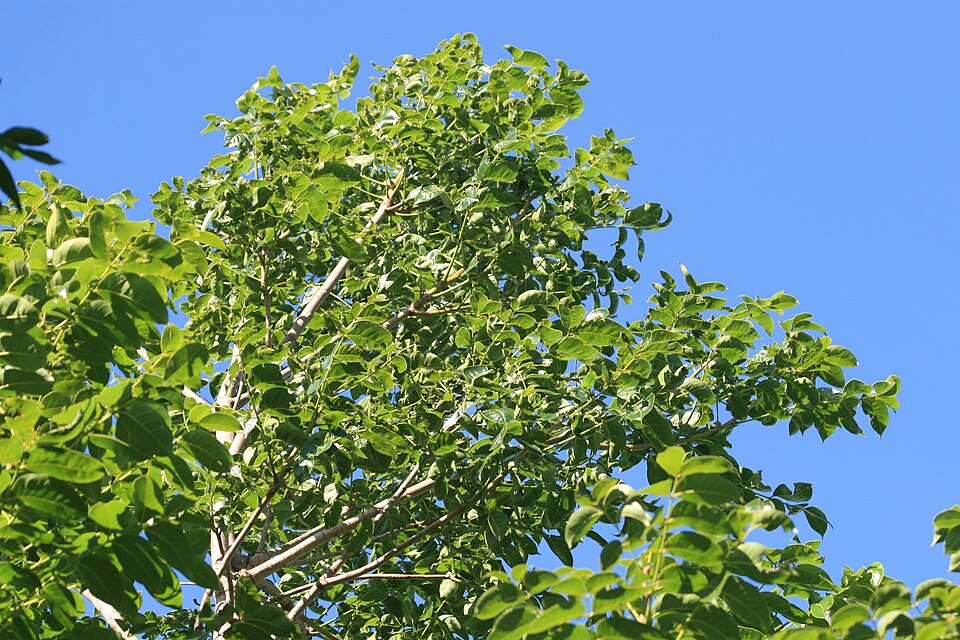 Swietenia macrophylla Big-Leaf Mahogany Seeds — 10