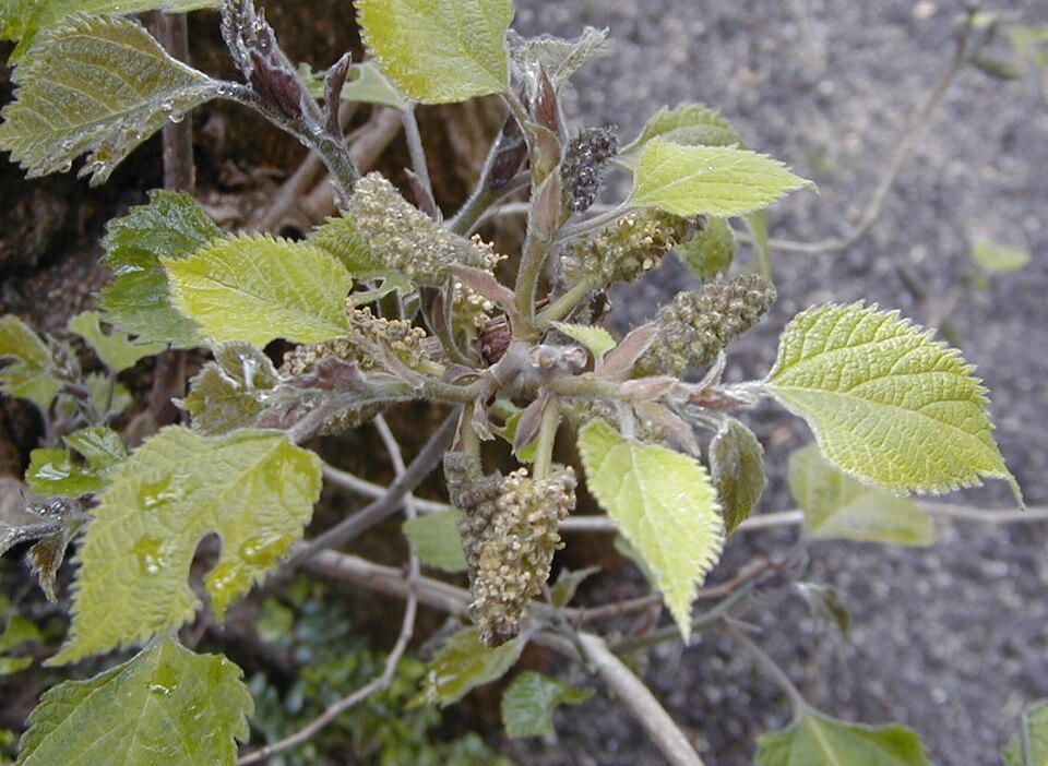 Broussonetia papyrifera Paper Mulberry Seeds — 60