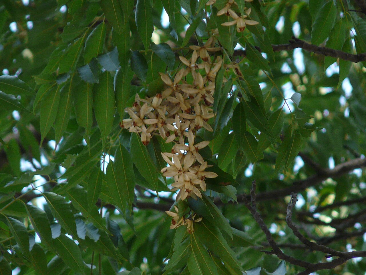 Chukrasia tabularis Chittagong Wood Seeds — 30