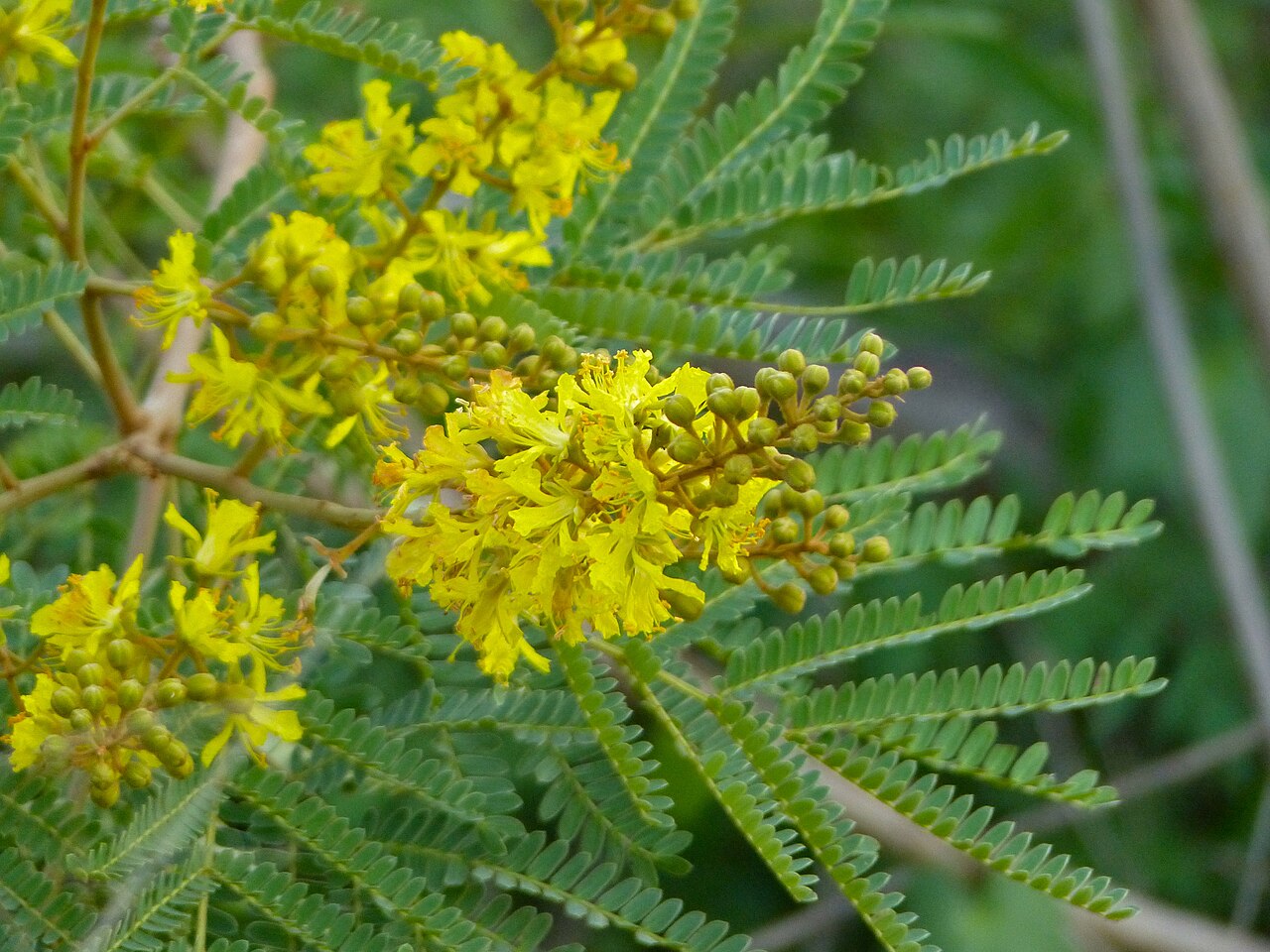 Peltophorum africanum Weeping Wattle Seeds — 20