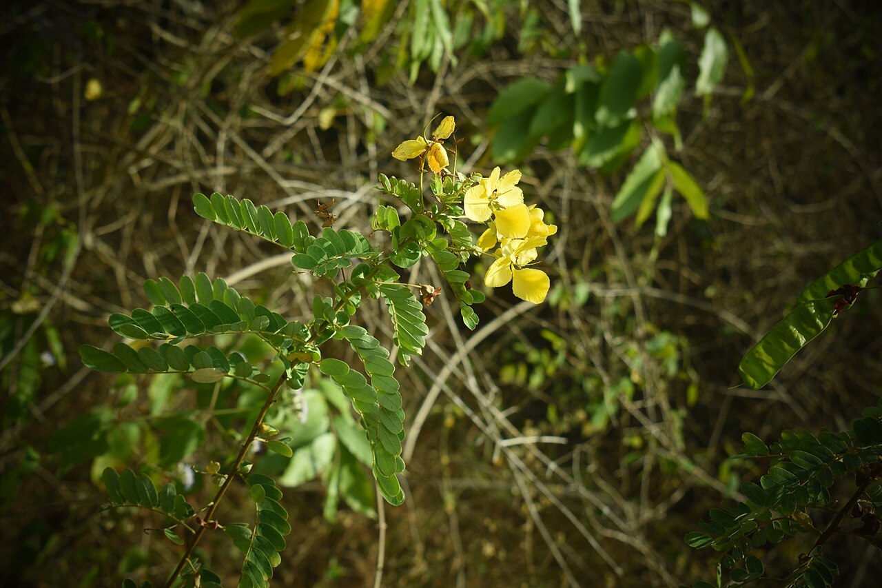 Senna auriculata Tanner's Cassia Seeds — 30