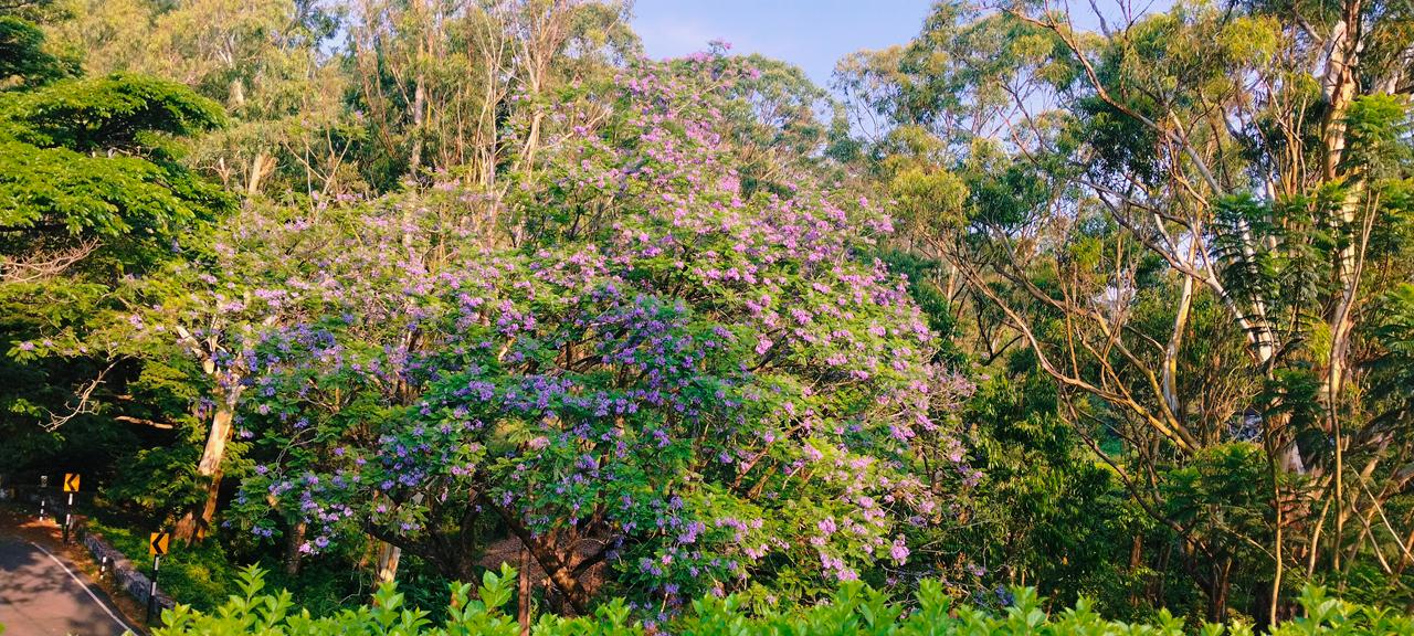Jacaranda mimosifolia Blue Jacaranda Seeds — 60