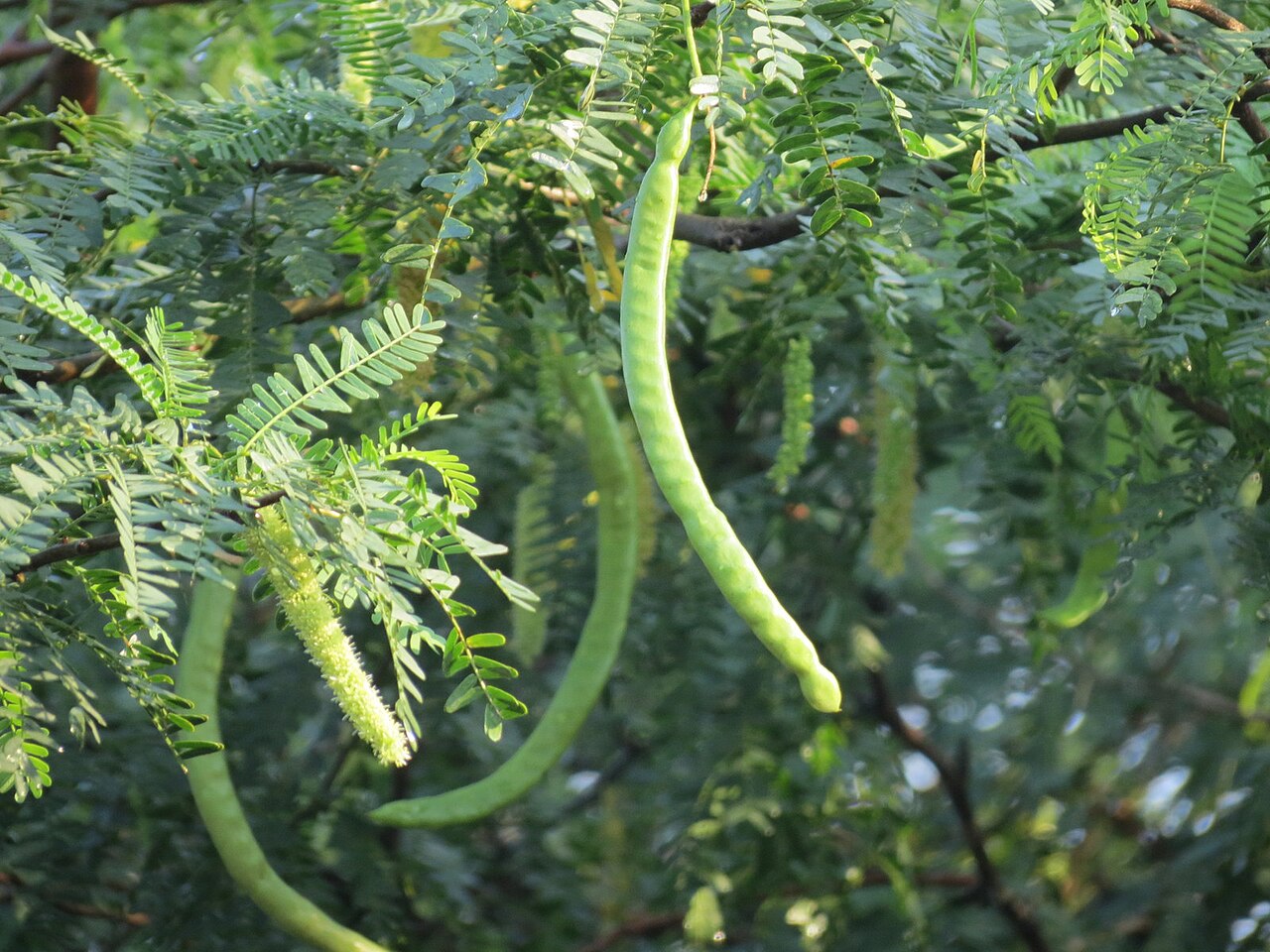 Prosopis cineraria Khejri Tree Seeds — 30