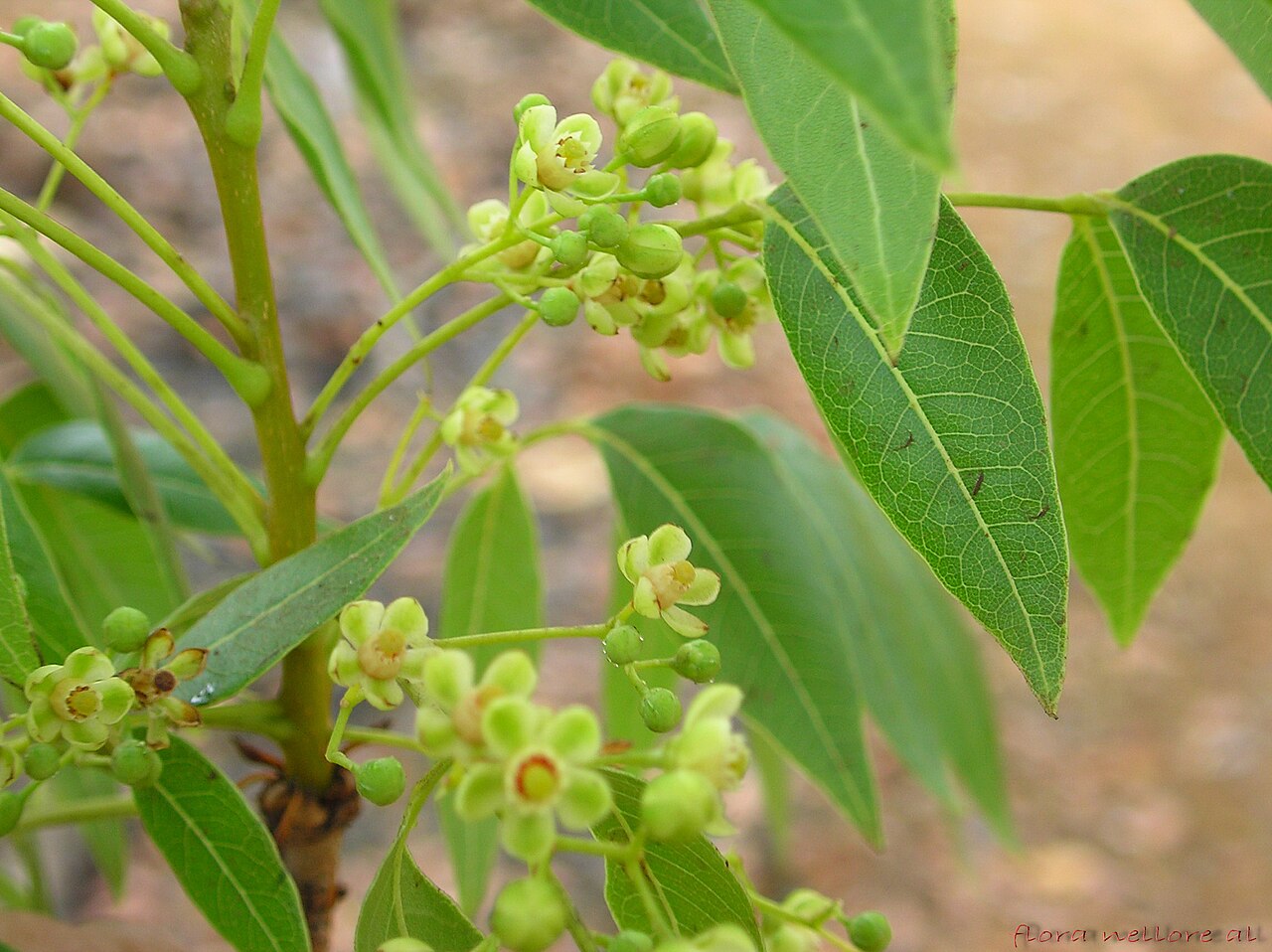 Swietenia mahagoni West Indian Mahogany Seeds — 10