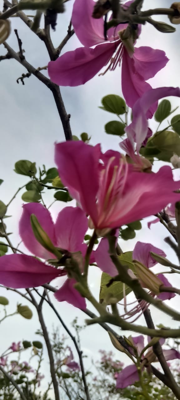 Bauhinia purpurea Purple Orchid Tree Seeds — 15