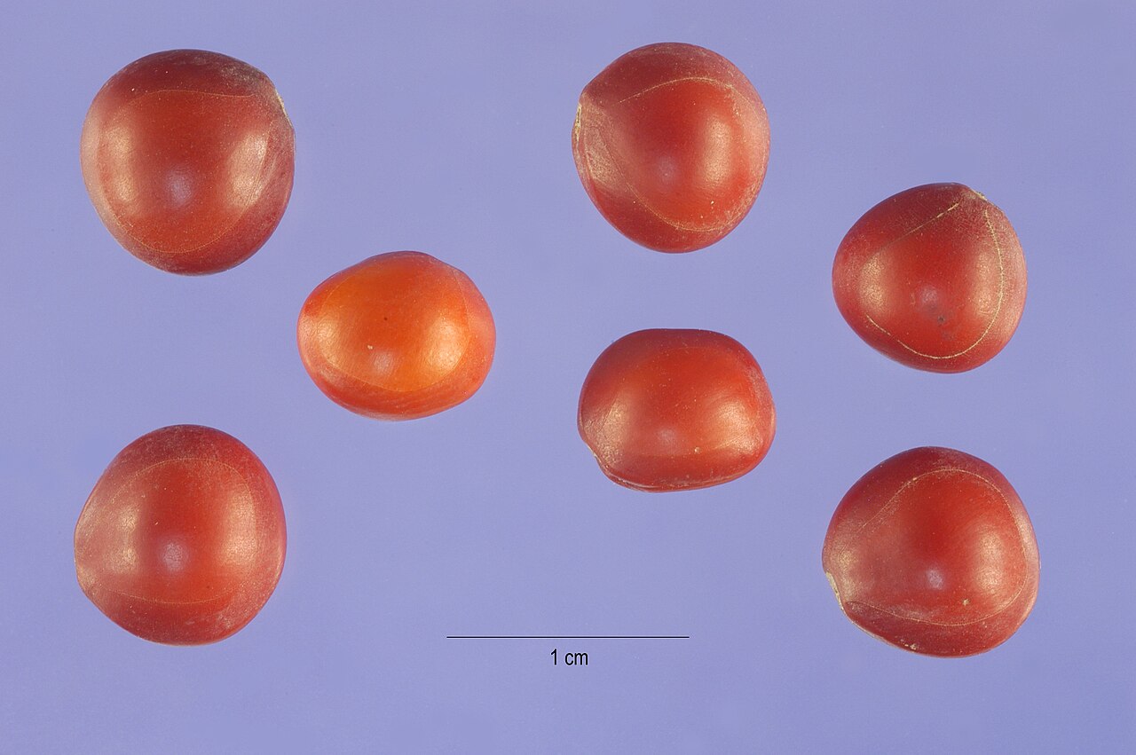 Adenanthera pavonina Red Bead Tree Seeds — 10