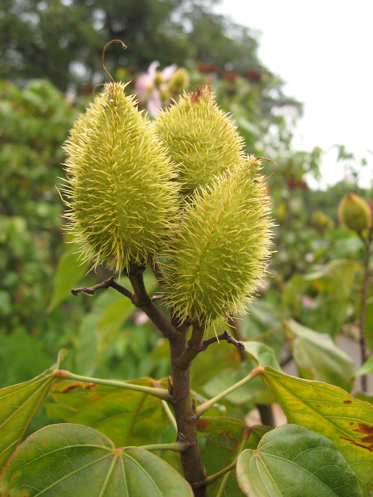 Bixa orellana Annatto Seeds — 50