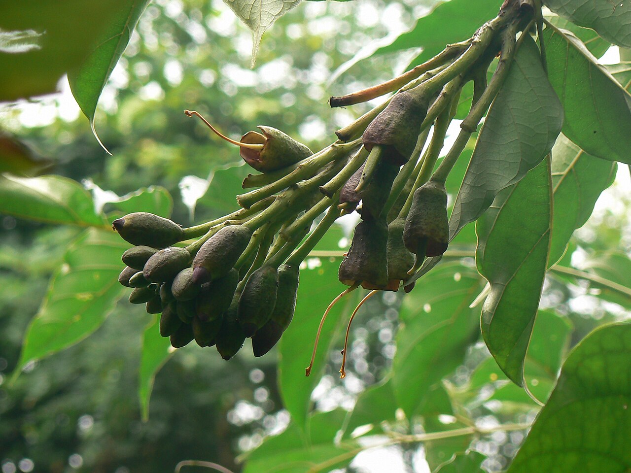 Oroxylum indicum Indian Trumpet Tree Seeds — 30