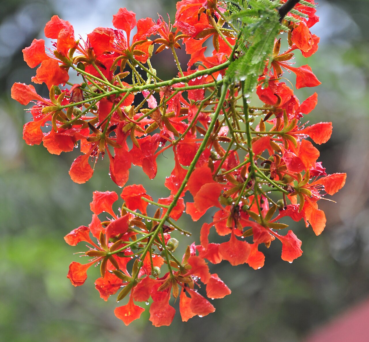 Delonix regia Royal Poinciana Seeds — 30