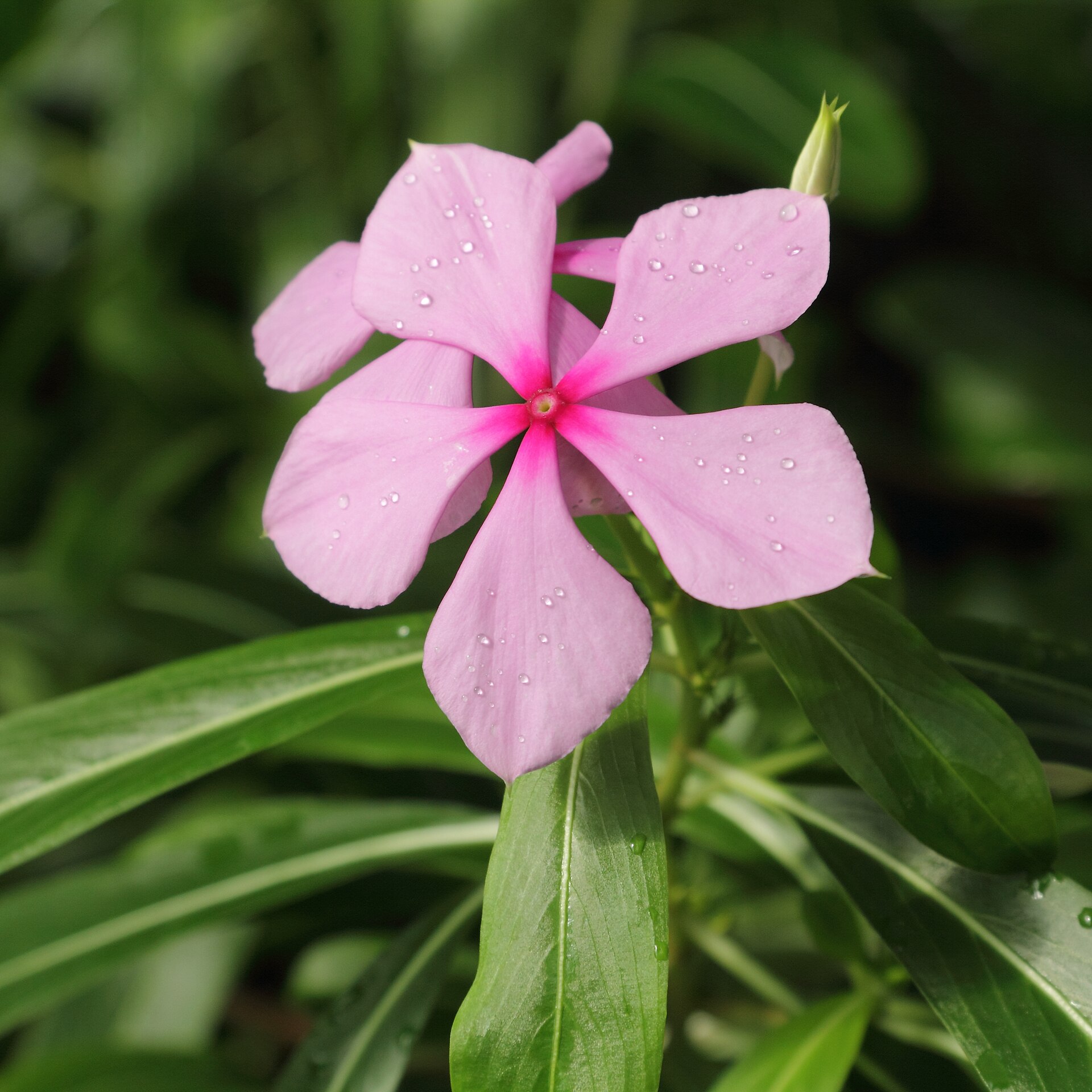 Catharanthus roseus Madagascar Periwinkle Seeds — 100
