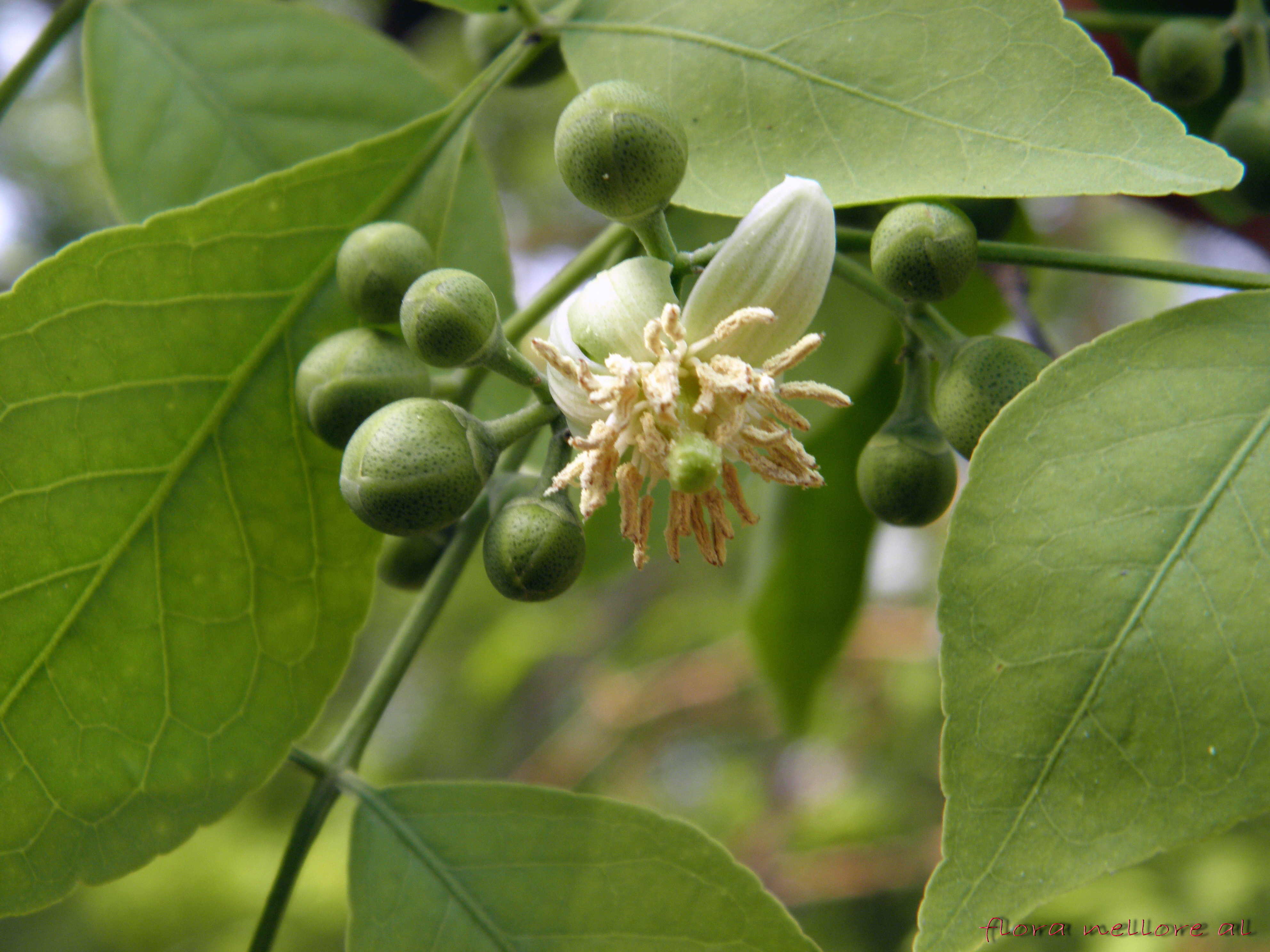Aegle marmelos Seeds — 15