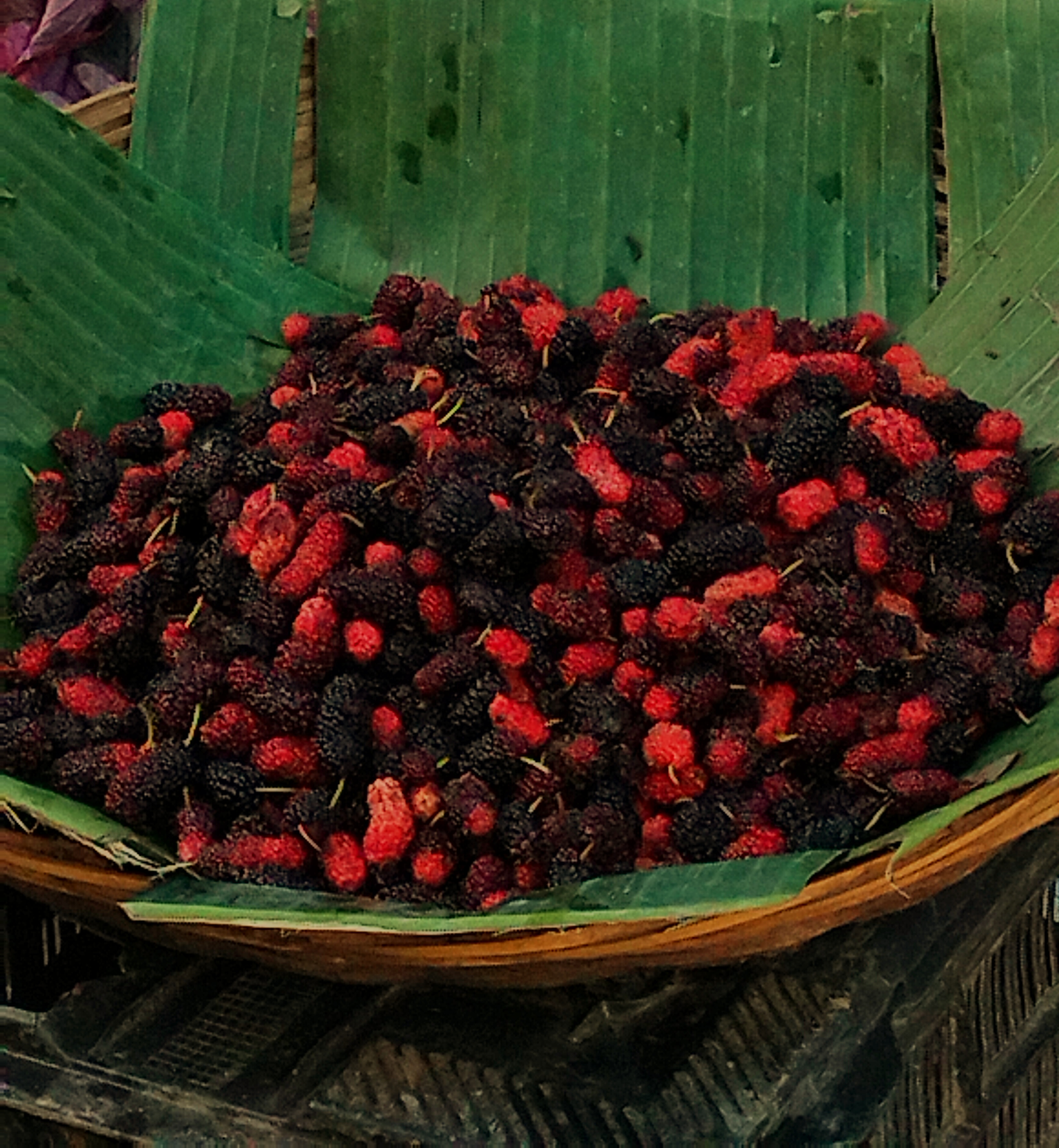 Morus alba White Mulberry Seeds — 100