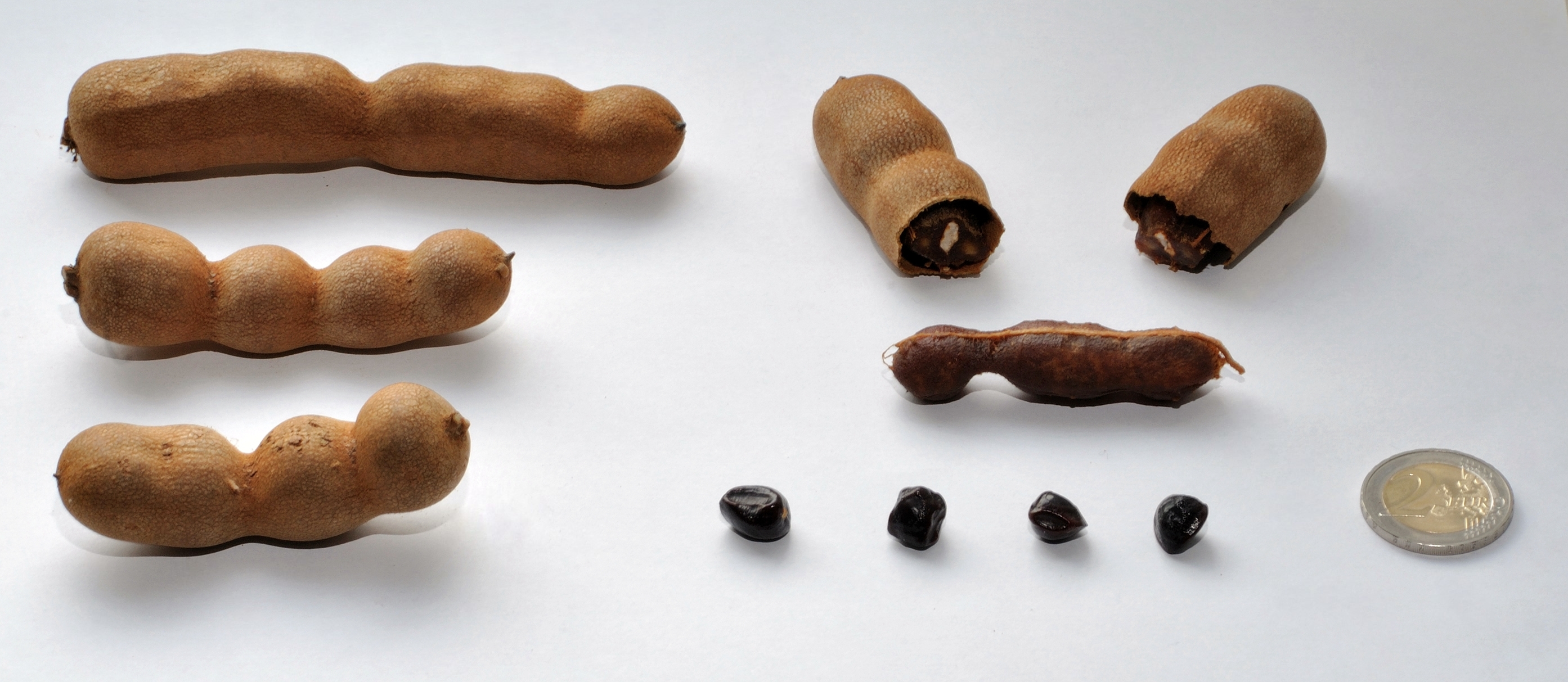 Tamarindus indica Seeds — 20