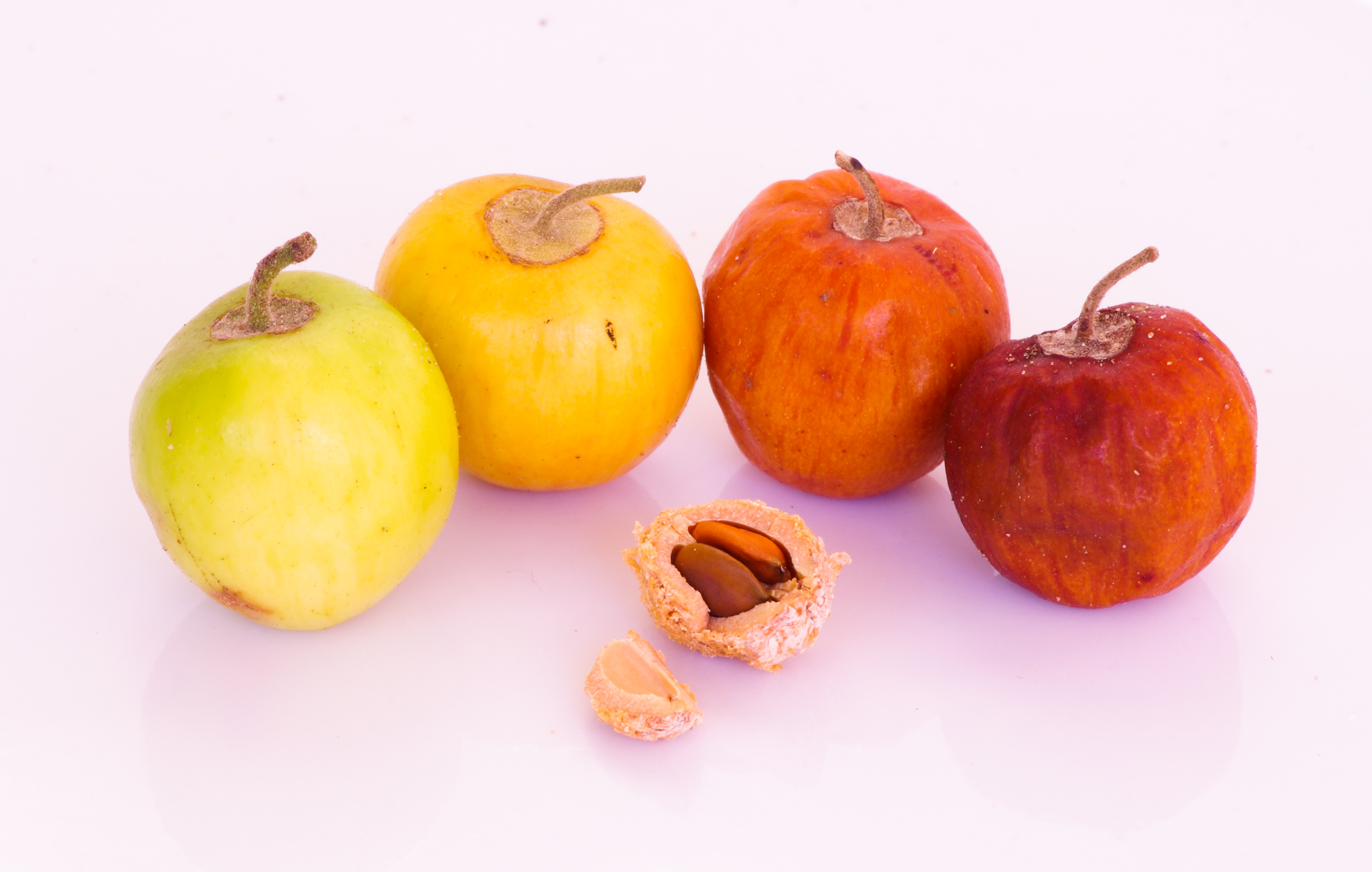 Ziziphus mauritiana Indian Jujube Seeds — 20