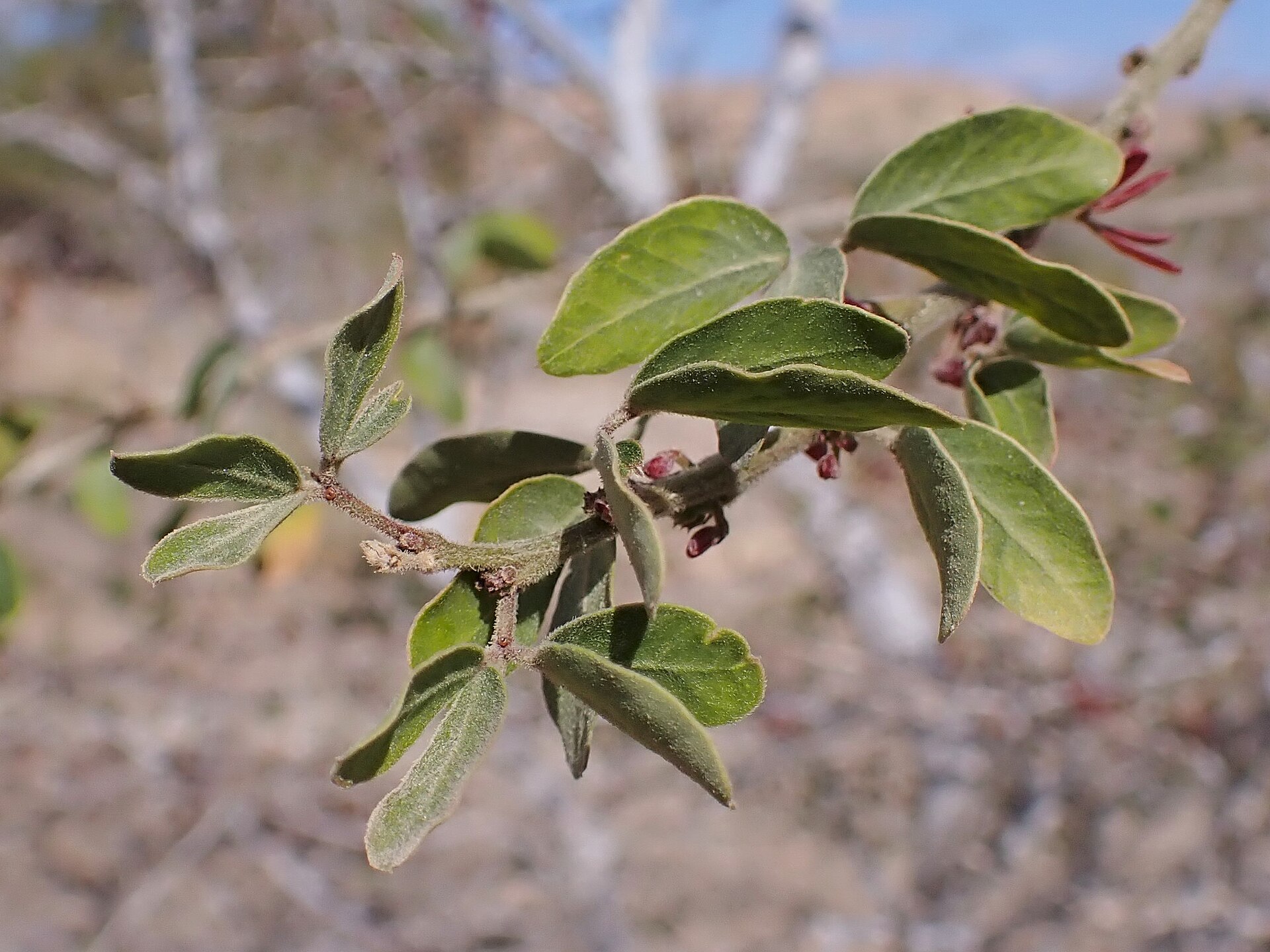 Pithecellobium dulce Manila Tamarind Seeds — 20