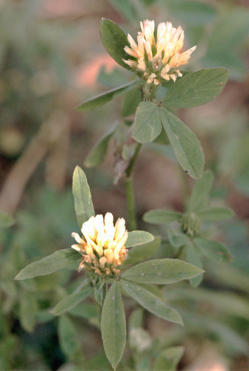 Trifolium alexandrinum Berseem Clover Seeds — 100