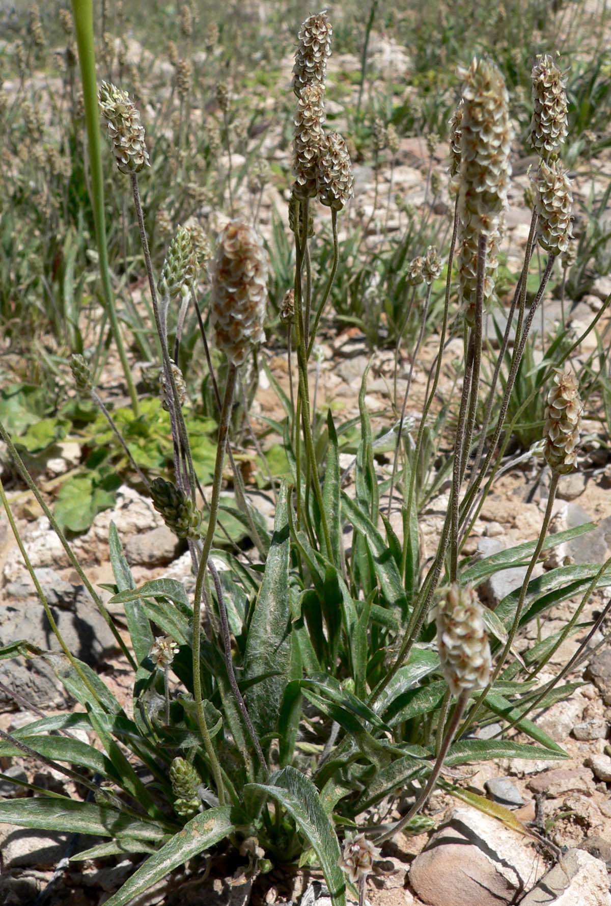 Plantago ovata Psyllium Seeds — 100