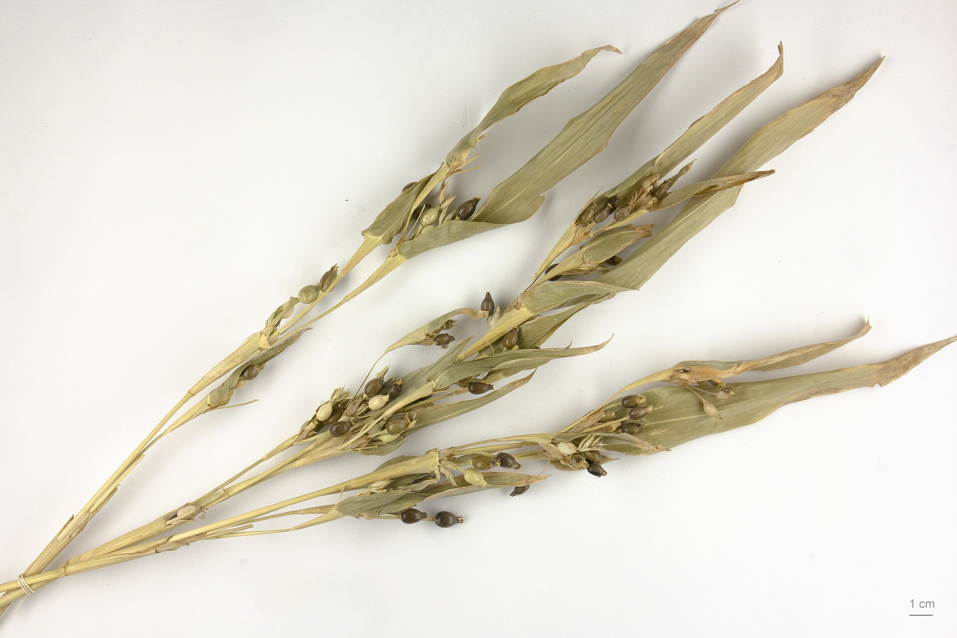 Coix lacryma-jobi Job's Tears Seeds — 20