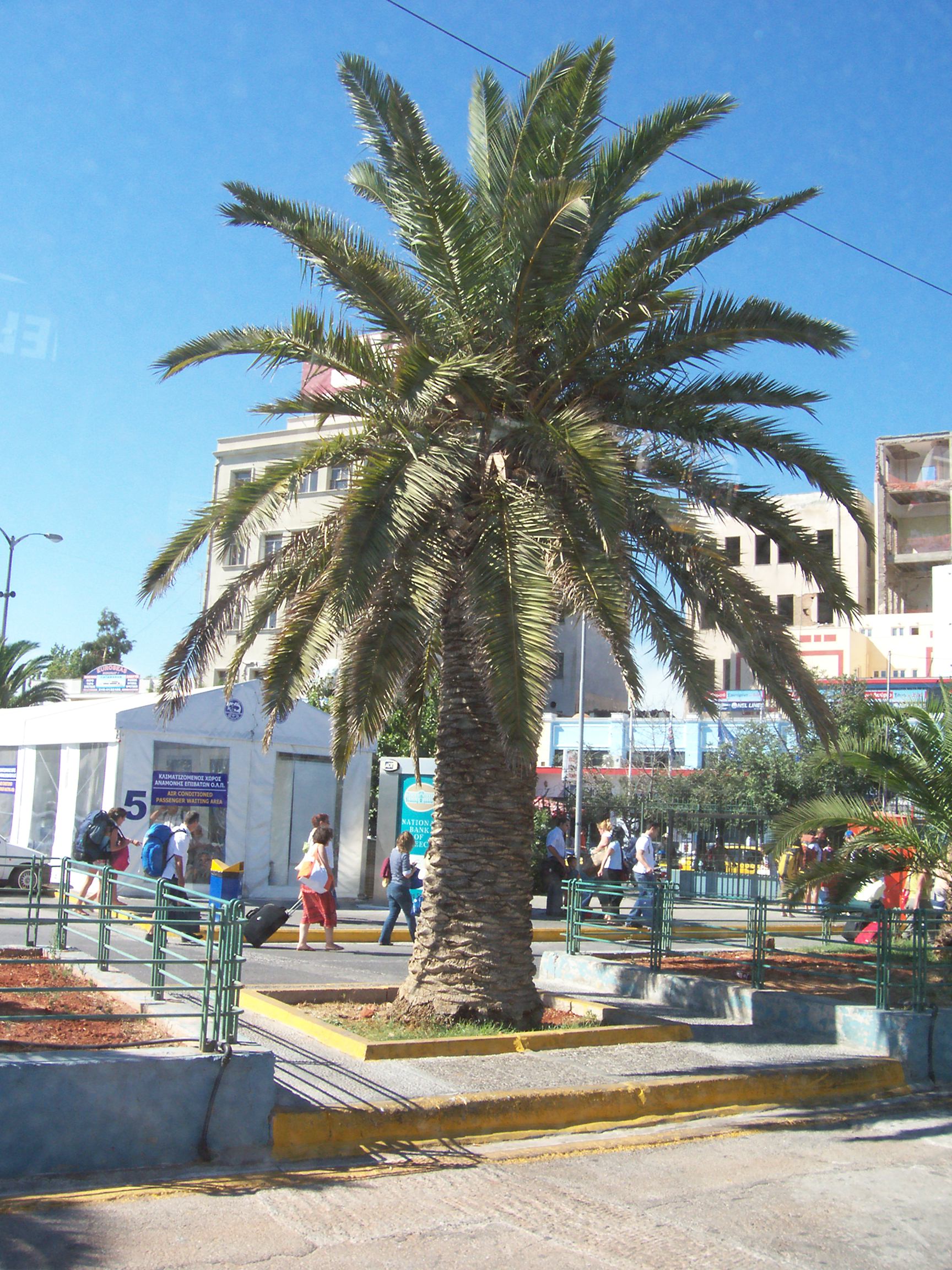 Phoenix canariensis Seeds — 10