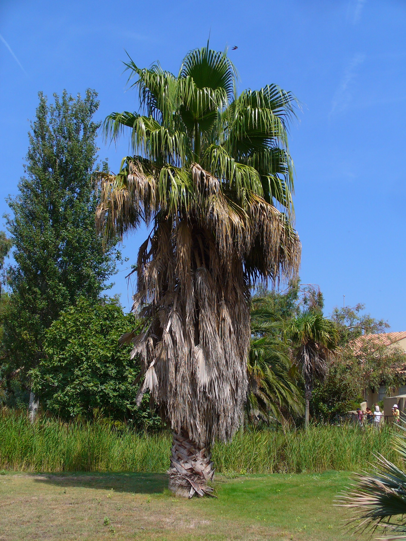 Washingtonia robusta Seeds — 15