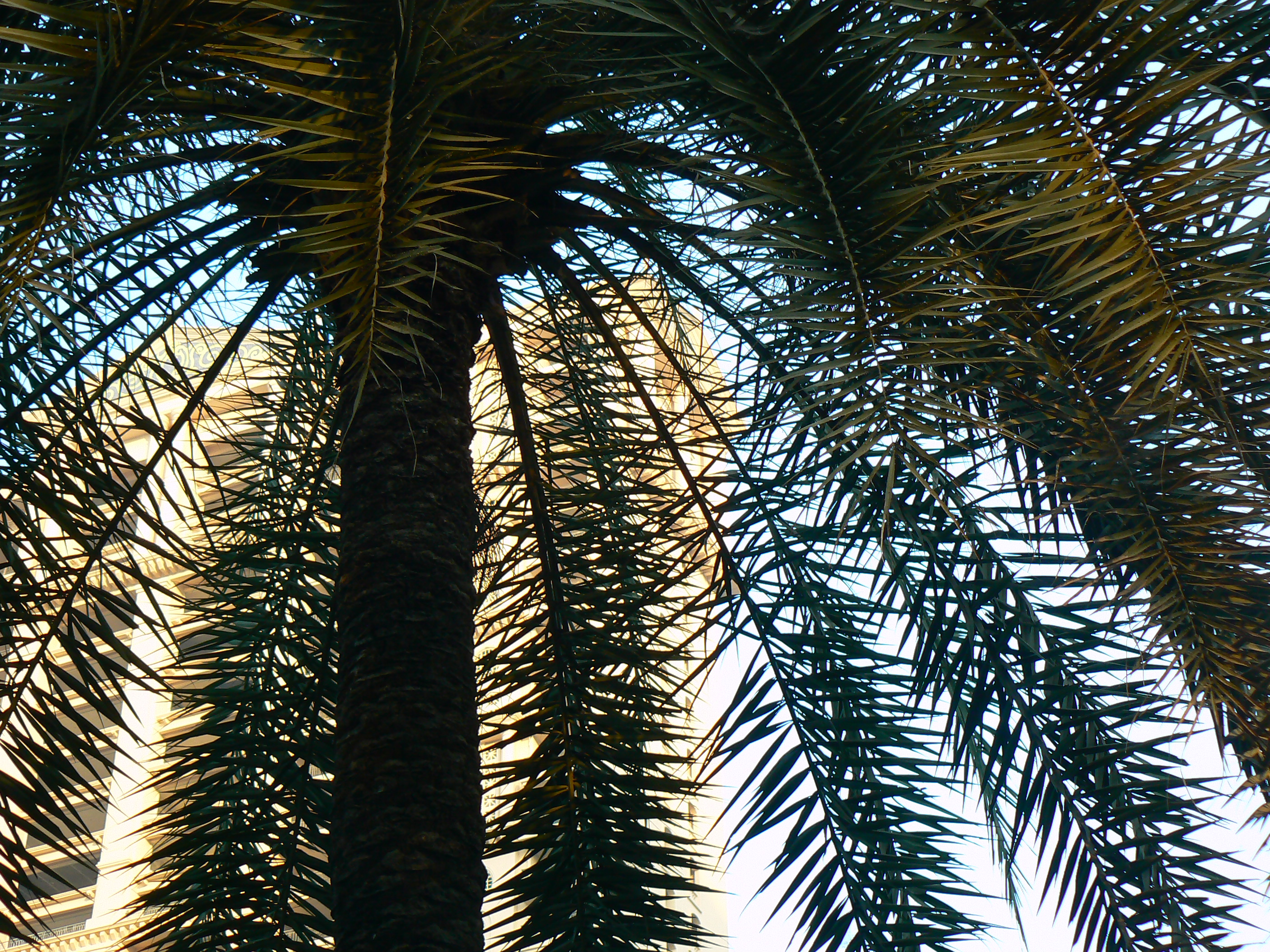 Phoenix sylvestris Seeds — 10