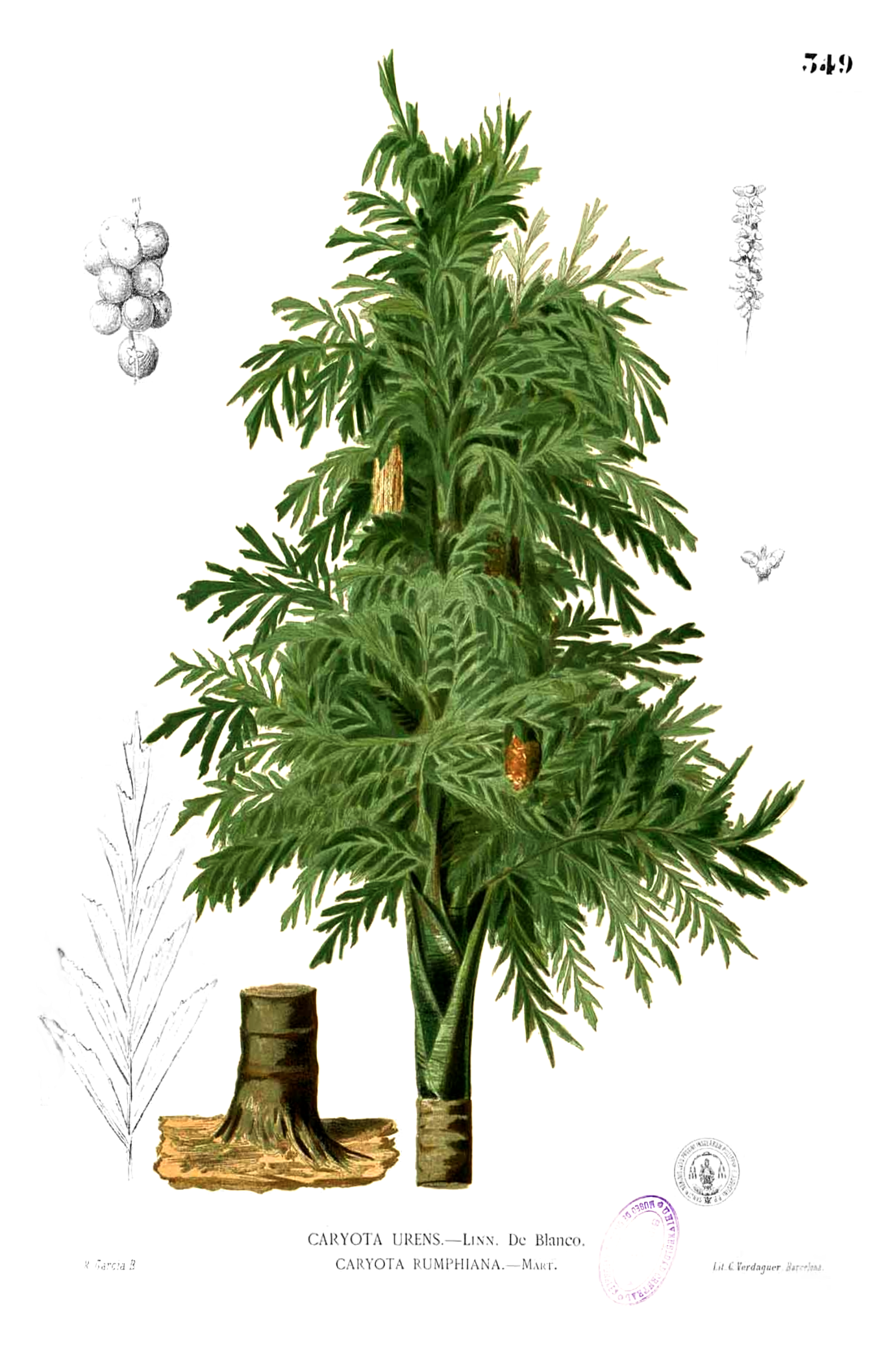 Caryota urens Fishtail Palm Seeds — 5